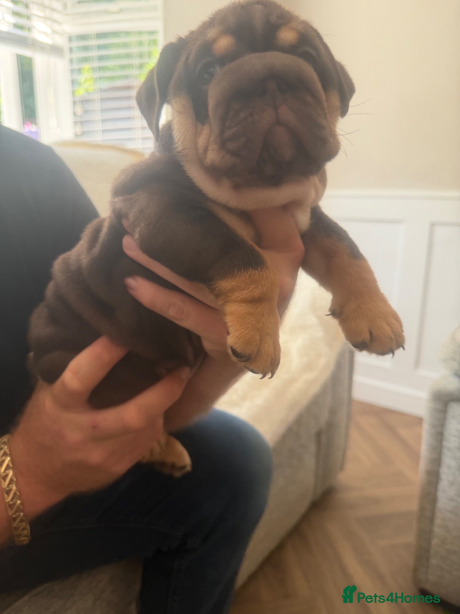 English Bulldog dogs !! Ready to leave Friday English Bulldog puppy’s ! - Advert 5
