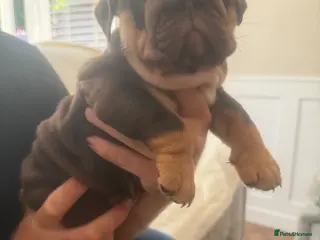 English Bulldog dogs !! Ready to leave Friday English Bulldog puppy’s ! - Advert 5