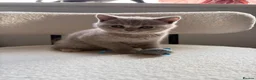 British Shorthair cats for sale: 🩷8 week old Lilac British Shorthair kitten🩷 - Advert 4
