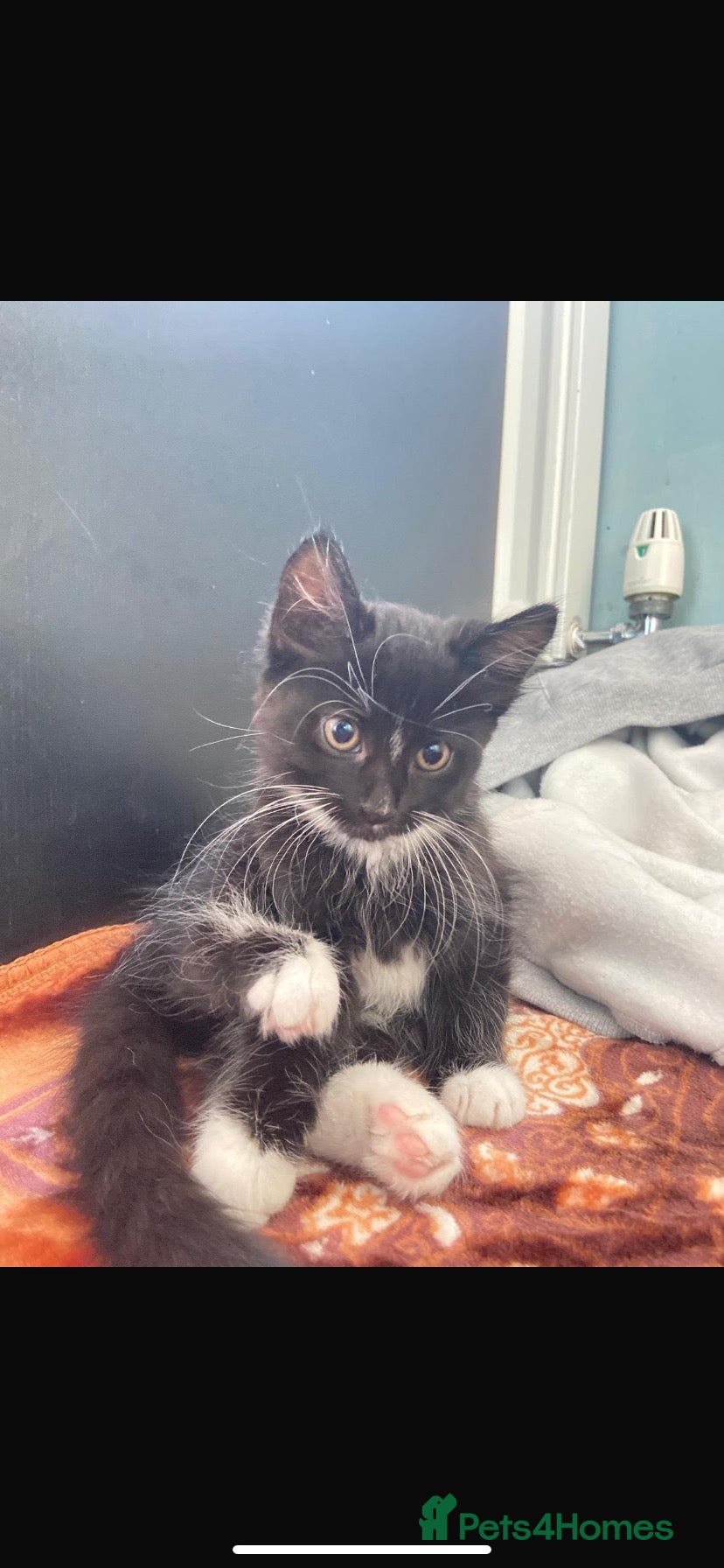 Mixed Breed cats for sale: Bear - needs to be rehomed asap - Advert 15