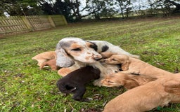 Cocker Spaniel dogs for sale: BEAUTIFUL KC SHOW TYPE COCKER SPANIELS  - Image 10