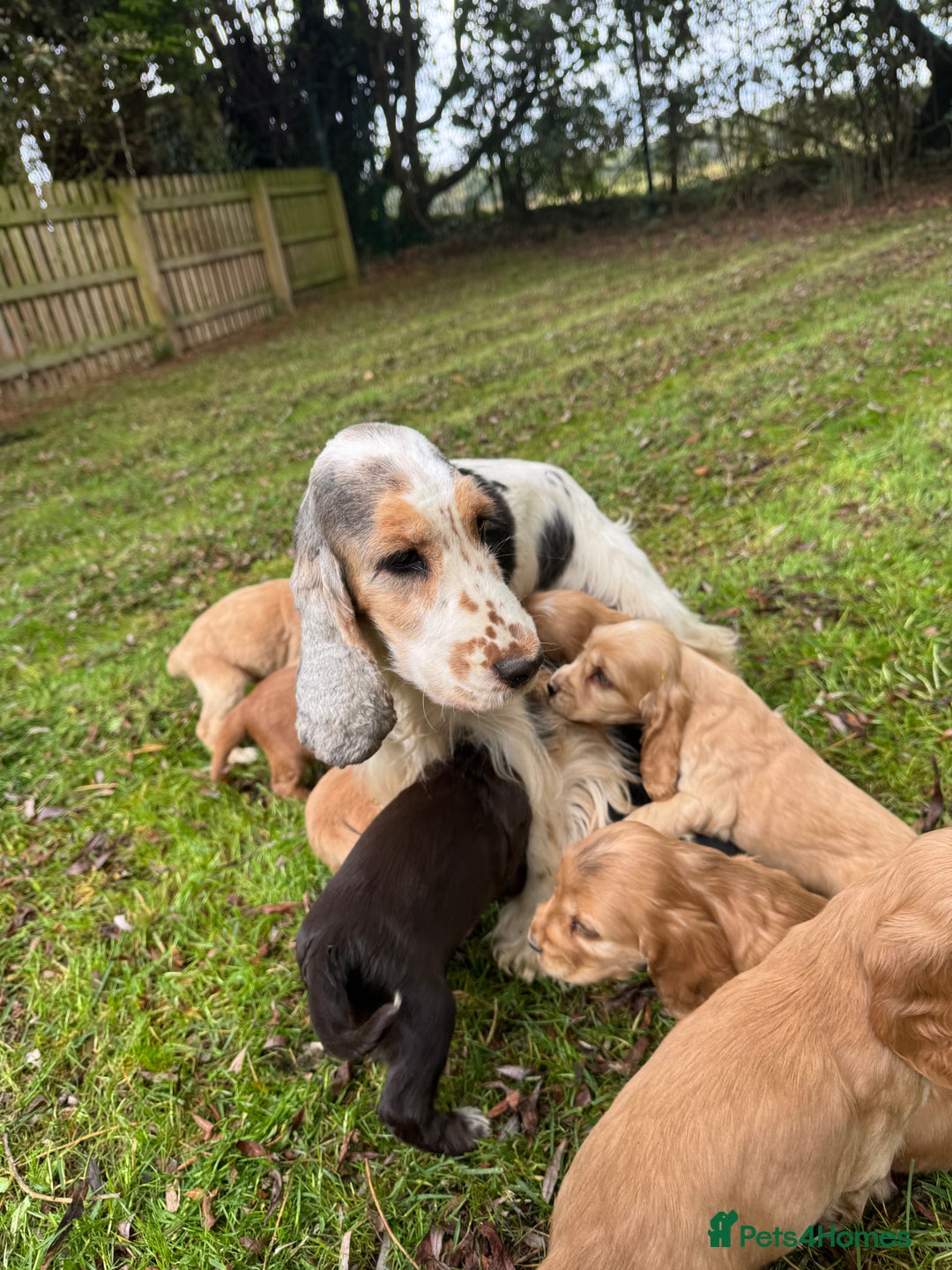 Cocker Spaniel dogs for sale: BEAUTIFUL KC SHOW TYPE COCKER SPANIELS  - Image 10
