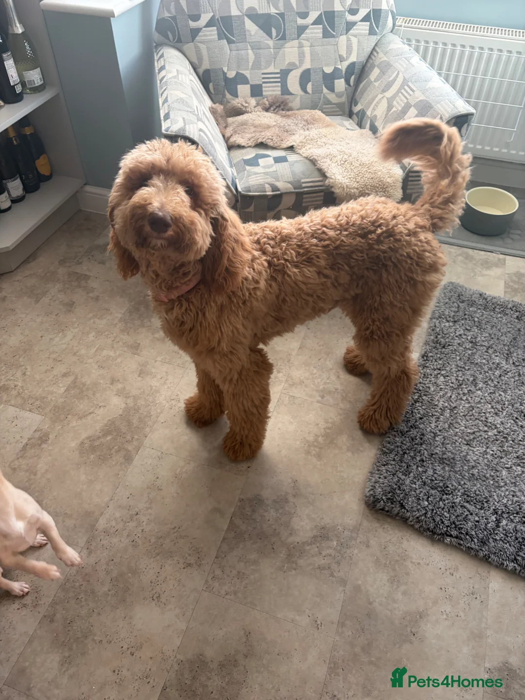 Standard Poodle dogs for sale: Standard poodle  - Advert 7
