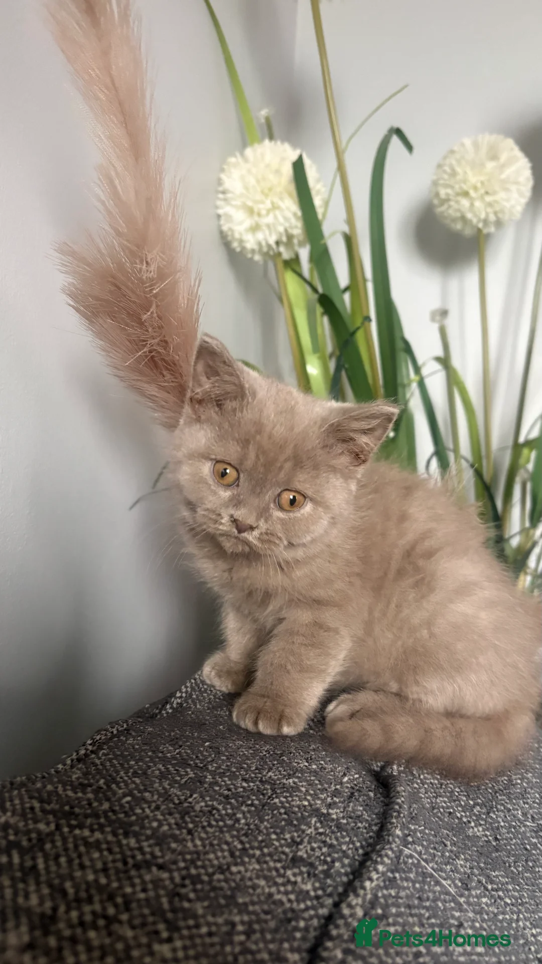 British Shorthair cats for sale: GCCF Registered 5 Generation British Shorthair - Advert 10