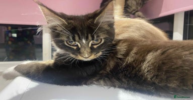 Maine Coon cats - Advert 11