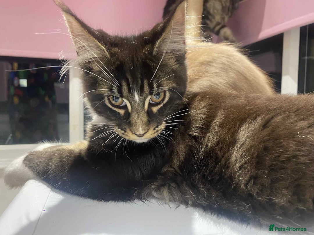 Maine Coon cats for sale: Xl mainecoon kittens  - Image 3