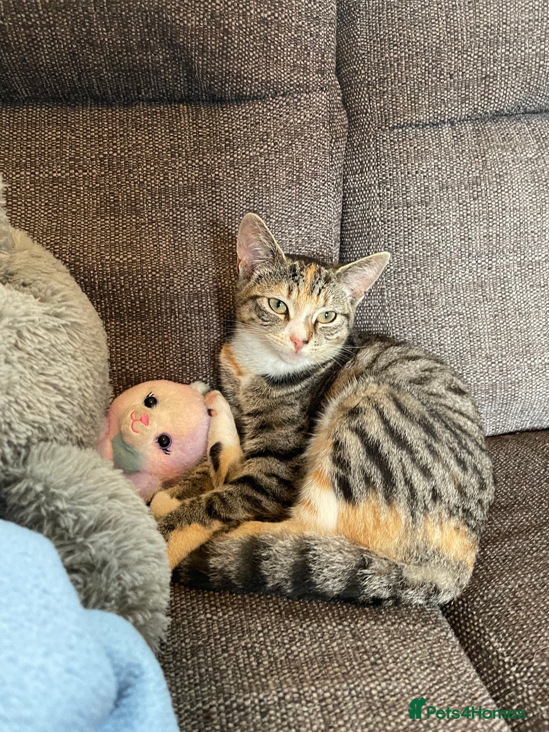 Domestic Shorthair cats for sale: Female Tabby and orange Kitten - Image 2