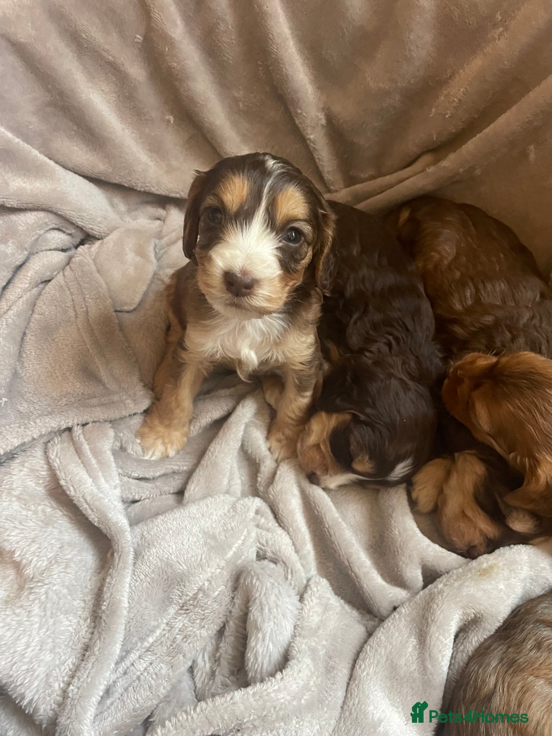 Cockapoo dogs for sale: Stunning sable cockapoos  - Advert 17