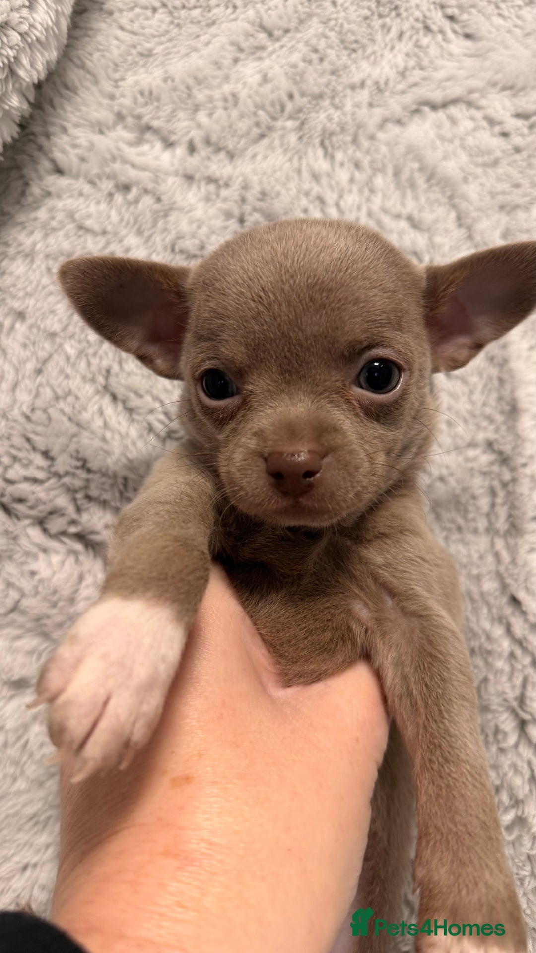 Chihuahua dogs for sale: Three Boy Chihuahuas | Lilac & Blue | Ready - Advert 26