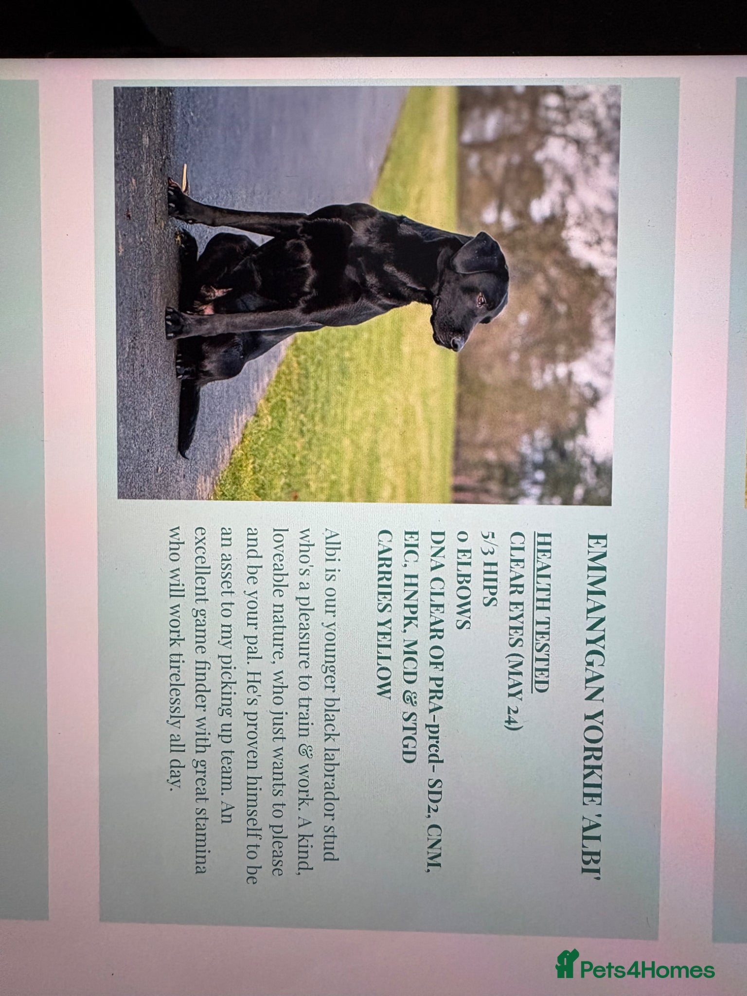 Labrador Retriever dogs Simply the best Labrador puppies KC registered - Advert 2