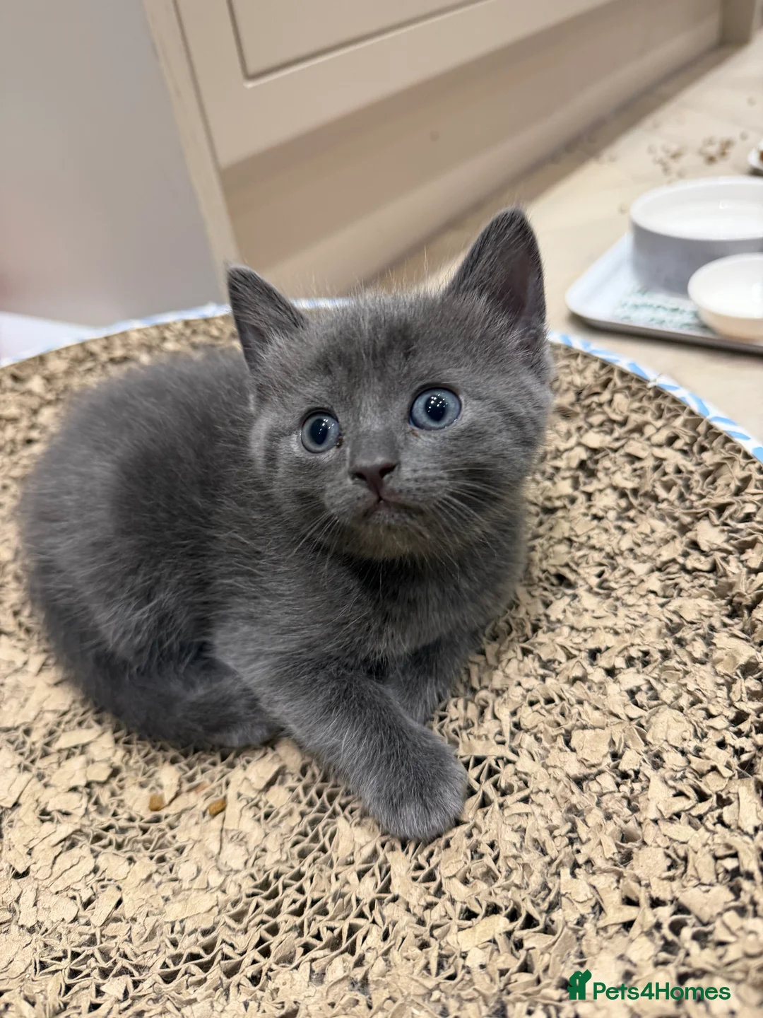 Mixed Breed cats for sale: Stunning Ragdoll/British shorthair kittens💗💙 - Advert 21