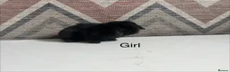 Lionhead rabbits for sale: mini lops  ready to  reserve  - Advert 4