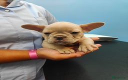 French Bulldog dogs for sale: 🐾Rare NewShade L4 French Bulldogs kC registered🐾 - Image 14