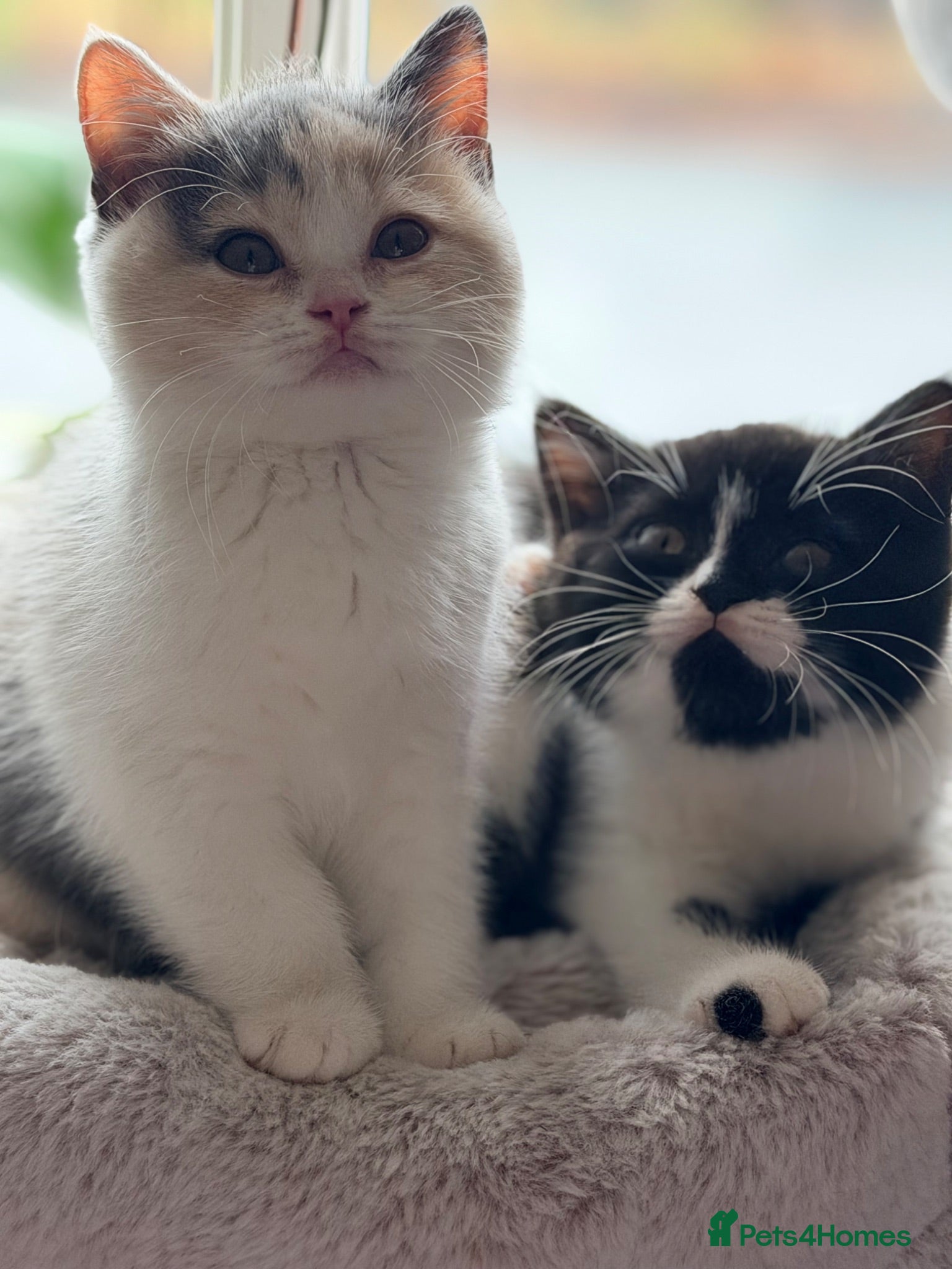British Shorthair cats Lilac tortie girl and black and white bicolour boy - Advert 2