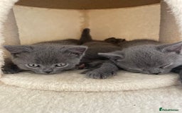Russian Blue cats for sale: Gorgeous Russian blue/British Shorthair kittens - Advert 11