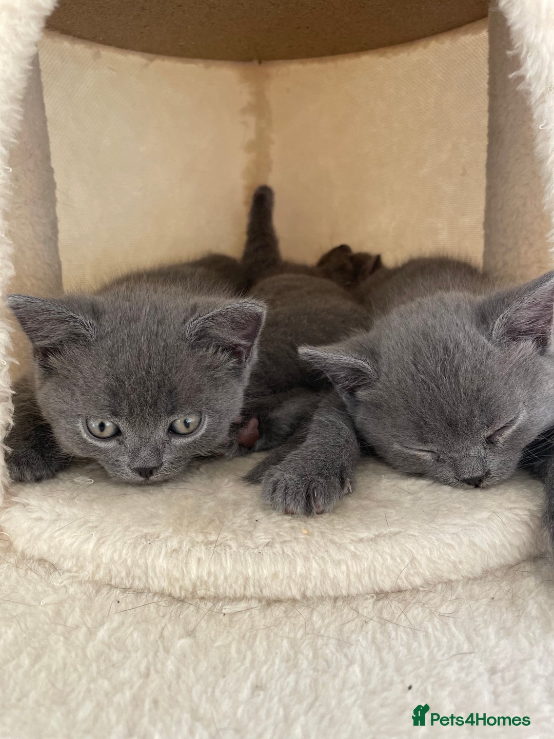 Russian Blue cats for sale: Gorgeous Russian blue/British Shorthair kittens - Advert 11
