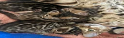 Bengal cats for sale: Stunning TICA registered Bengal kittens - Advert 12
