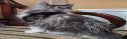 Maine Coon cats for sale: 2 sweet girls left* Maine Coon kittens Tica   - Advert 9