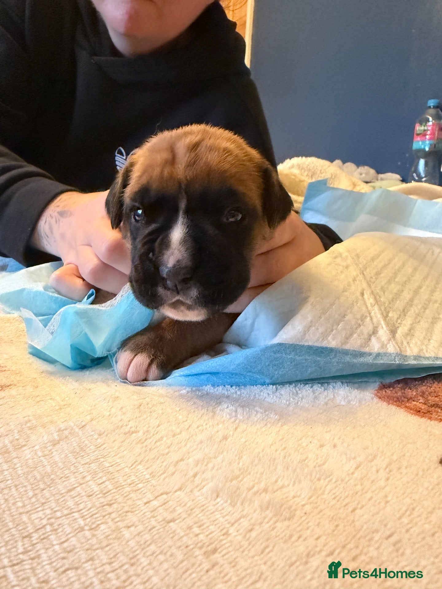 Boxer dogs Beautiful RED chunky boxers for sale 🐶  - Advert 12