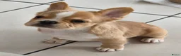 French Bulldog dogs for sale: Fluffy french bulldog puppies visual in Willenhall - Advert 3