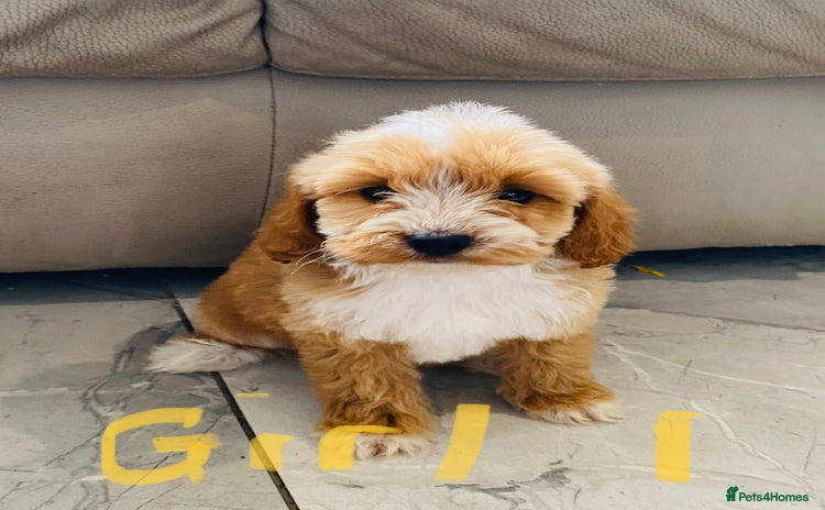 Cockapoo dogs - Advert 9