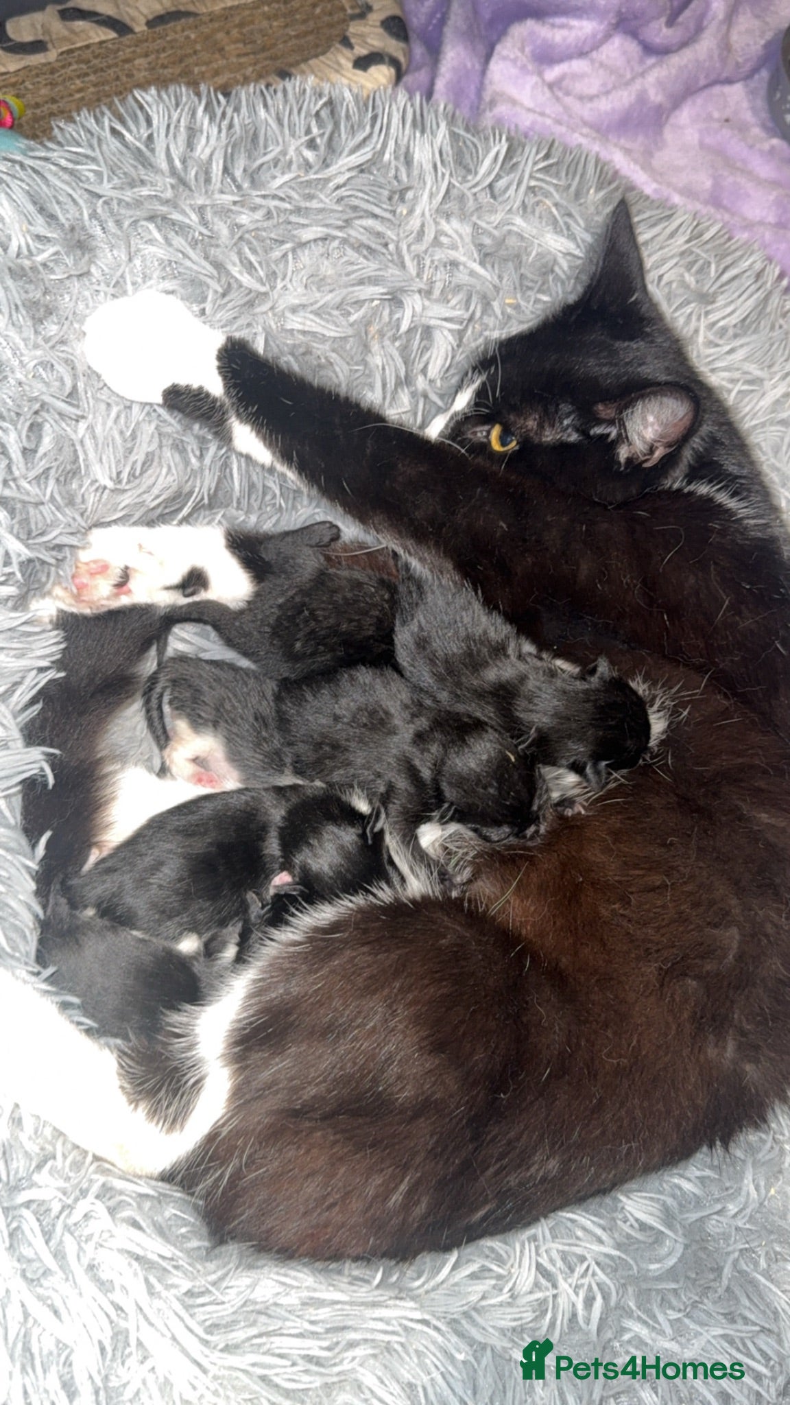 Mixed Breed cats 6 Beautiful Kittens  - Advert 2