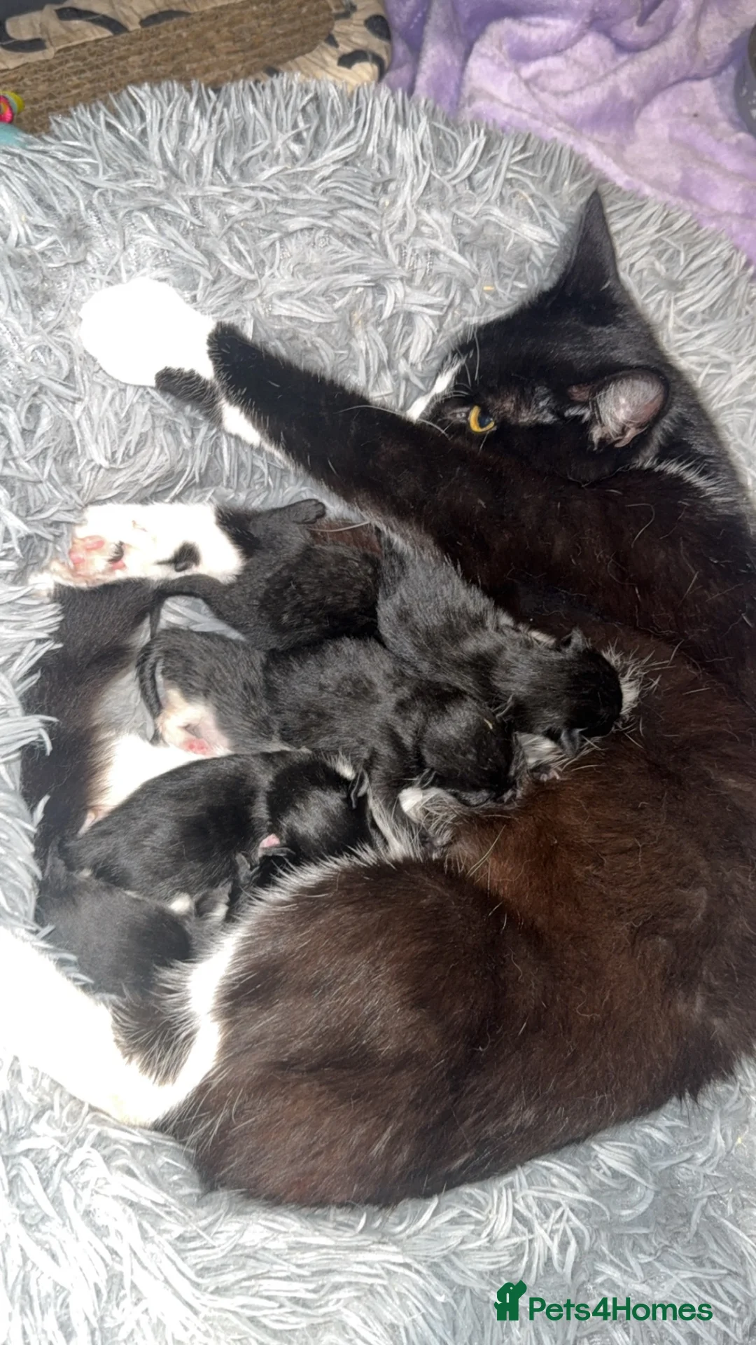 Mixed Breed cats for sale: 6 Beautiful Kittens  - Advert 1