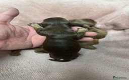 Miniature Dachshund dogs for sale: Miniature long haired dachshund puppies  - Image 4