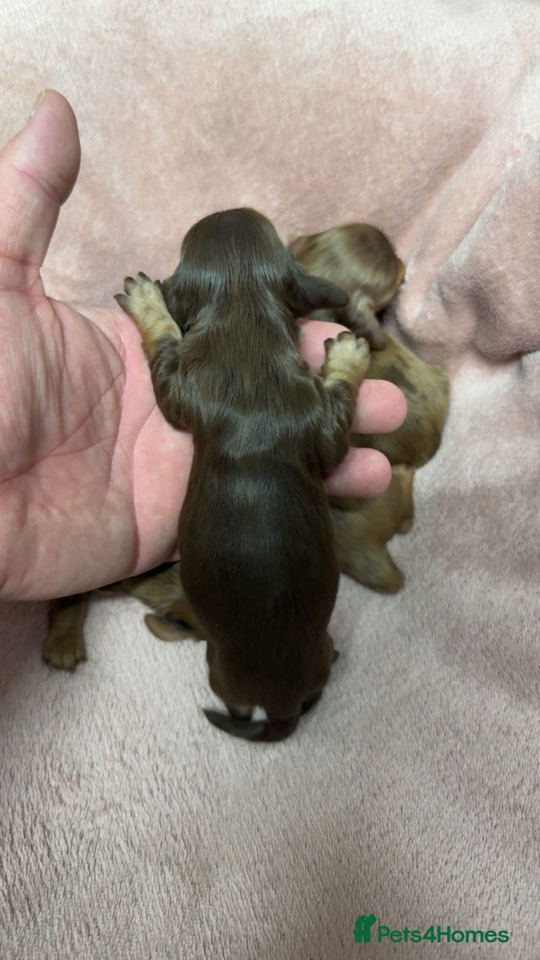 Miniature Dachshund dogs for sale: Miniature long haired dachshund puppies  - Image 4