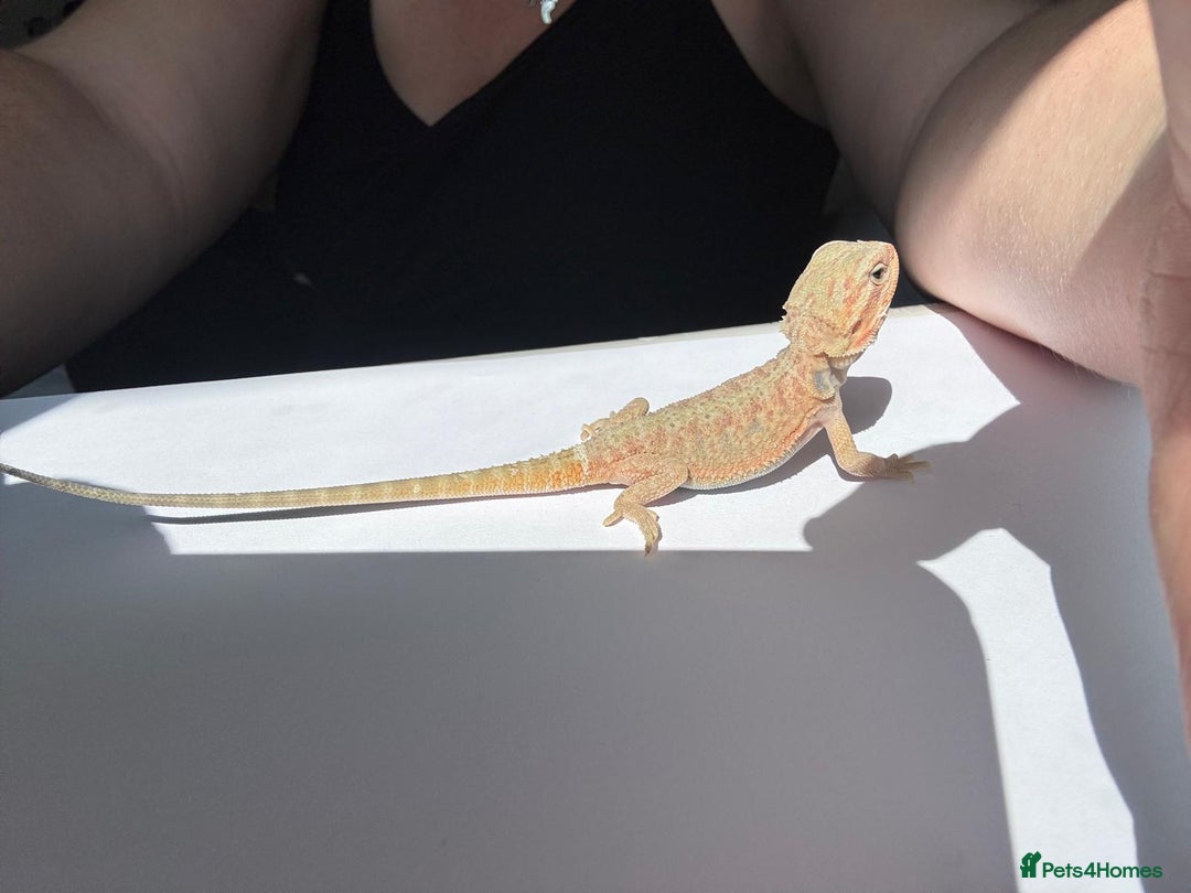 Bearded Dragon reptiles for sale: Baby beardies - Image 23