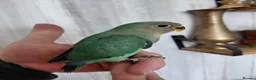 Lovebirds birds for sale: Cute little lovebirds babies  - Advert 1
