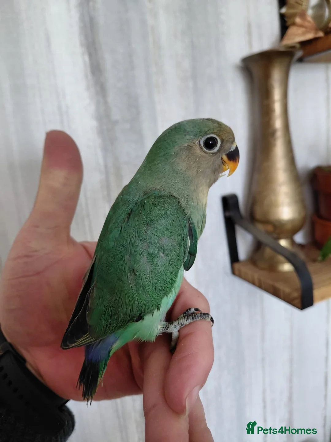 Lovebirds birds for sale: Cute little lovebirds babies  - Advert 1