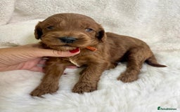 Goldendoodle dogs for sale: Outstanding Quality health tested Goldendoodles  - Image 8