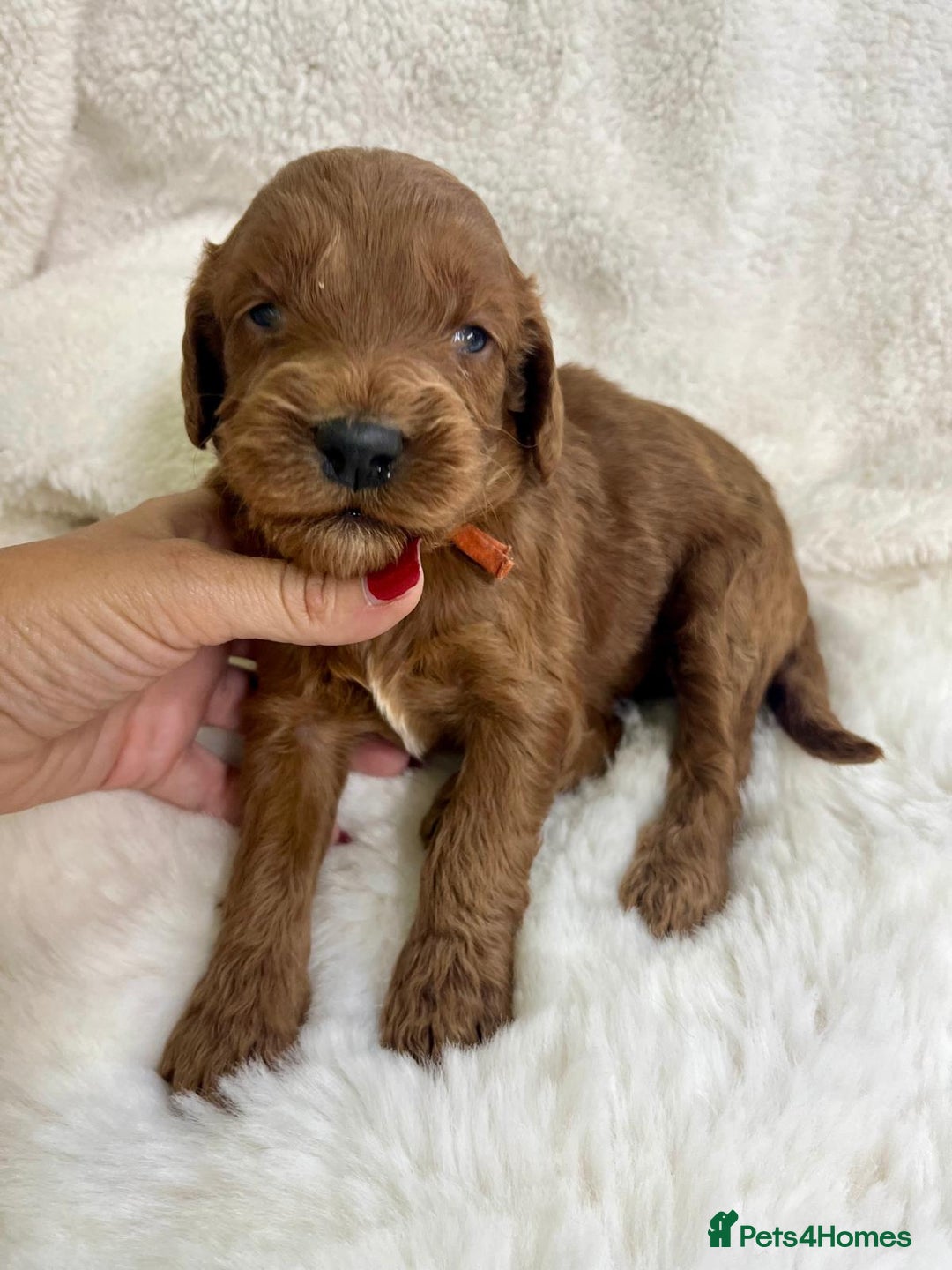 Goldendoodle dogs for sale: Outstanding Quality health tested Goldendoodles  - Image 8