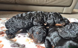 Cockapoo dogs for sale: 🐾 F1b Cockapoo Puppies for Sale 🐾 - Image 6