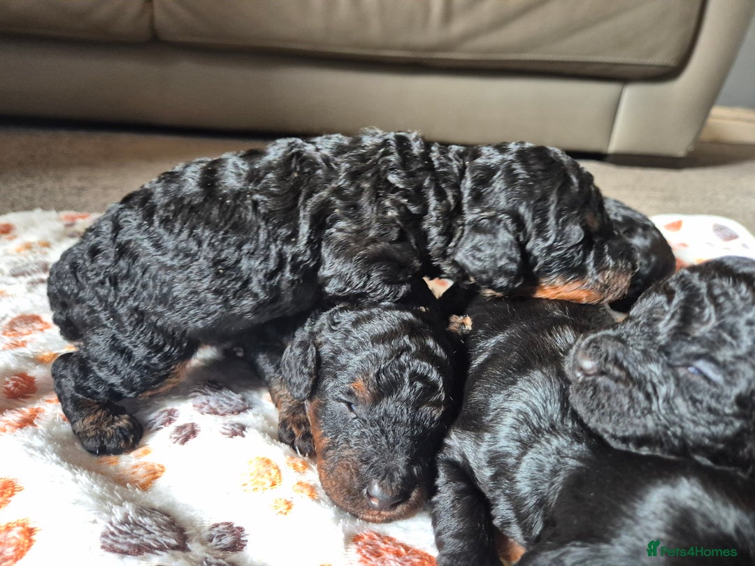 Cockapoo dogs for sale: 🐾 F1b Cockapoo Puppies for Sale 🐾 - Image 6