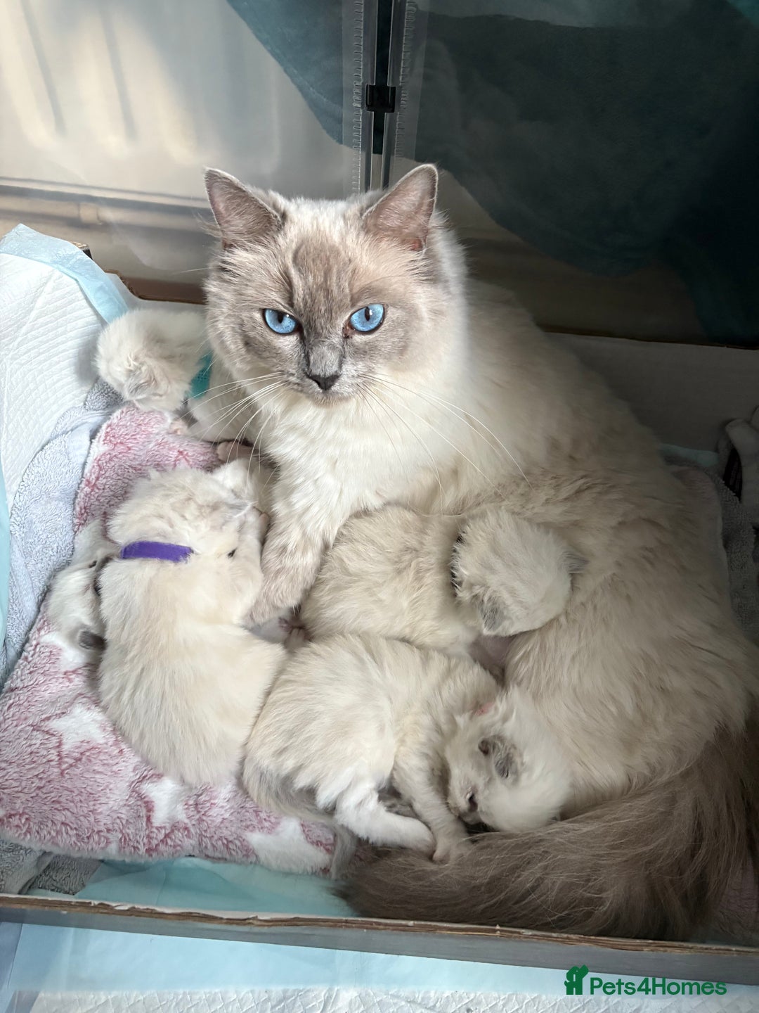 Ragdoll cats for sale: Beautiful purebred Ragdoll kittens - Image 12