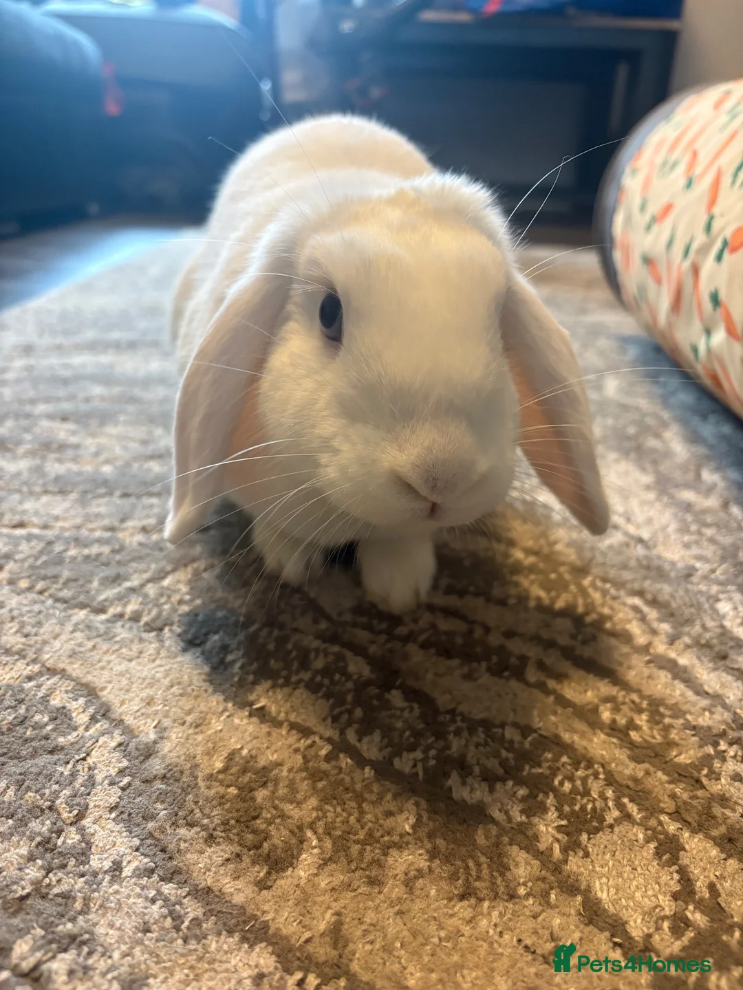 Mixed Breed rabbits for sale: Female lop x in Cardiff - Advert 2