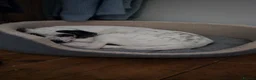 Mixed Breed dogs for adoption: Flipper for adoption in London - Advert 9