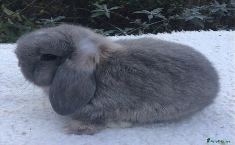 Mini Lop rabbits Mini lop buck - Advert 1