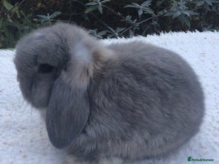 Mini Lop rabbits Mini lop buck - Advert 1