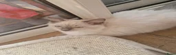 Ragdoll cats for sale: 2 Beautiful GCCF & TICA Ragdoll Kittens Left 💕  - Advert 4