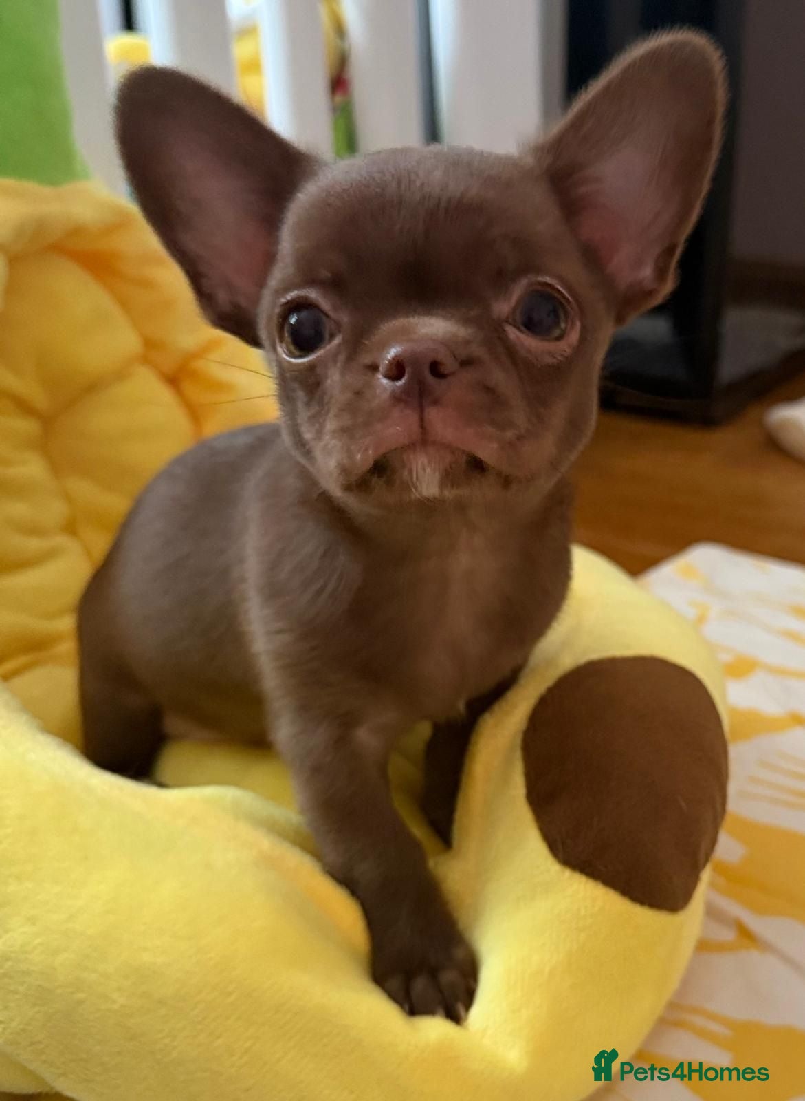 Chihuahua dogs KC puppies for sale  - Advert 7