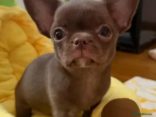 Chihuahua dogs KC puppies for sale - Advert 1