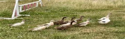 Ducks poultry for sale: Ducks for sale - Advert 7