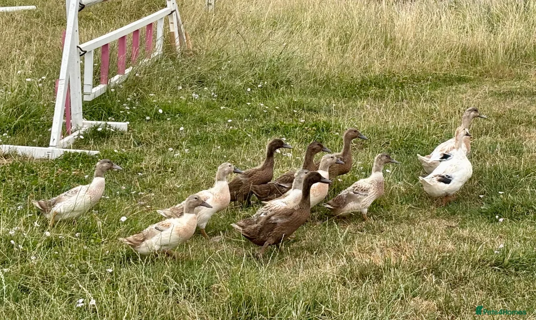 Ducks poultry for sale: Ducks for sale - Advert 7