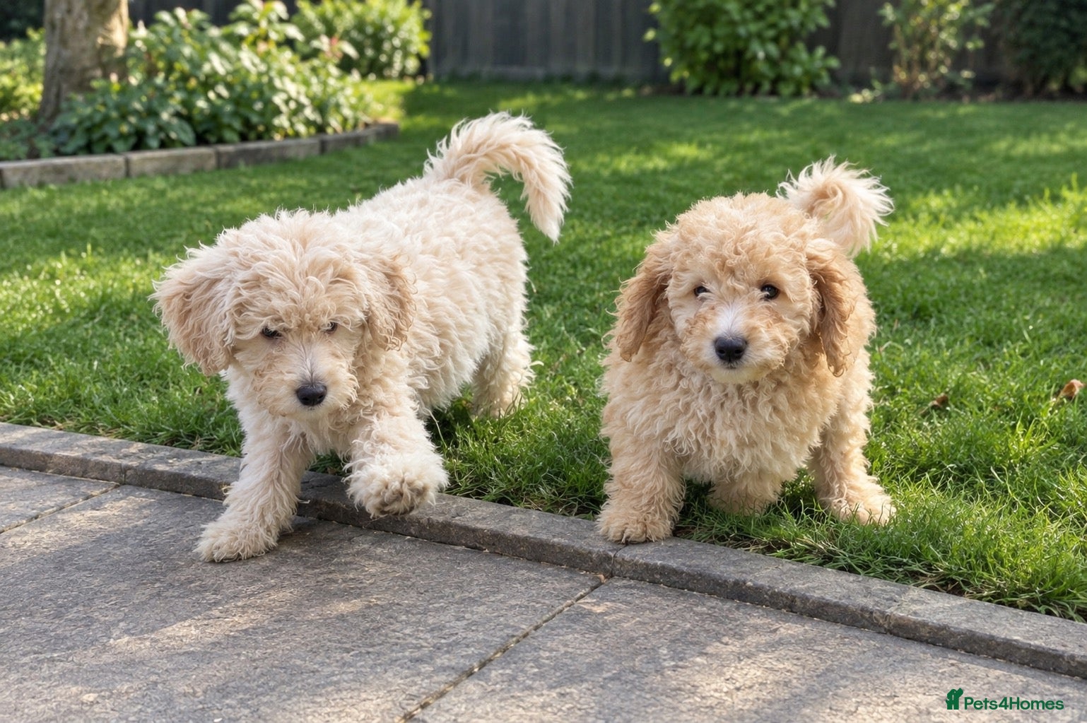 Mini Goldendoodle dogs F1B MINI GOLDENDOODLE – 2 PUPPIES AVAILABLE - Advert 1