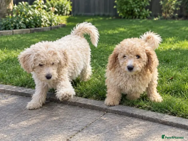 Mini Goldendoodle dogs for sale: F1B Mini Goldendoodles – one girl available - Advert 2