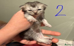 British Longhair cats for sale: 🩵BritishLonghair X Mainecoon Boys🩵 - Image 14
