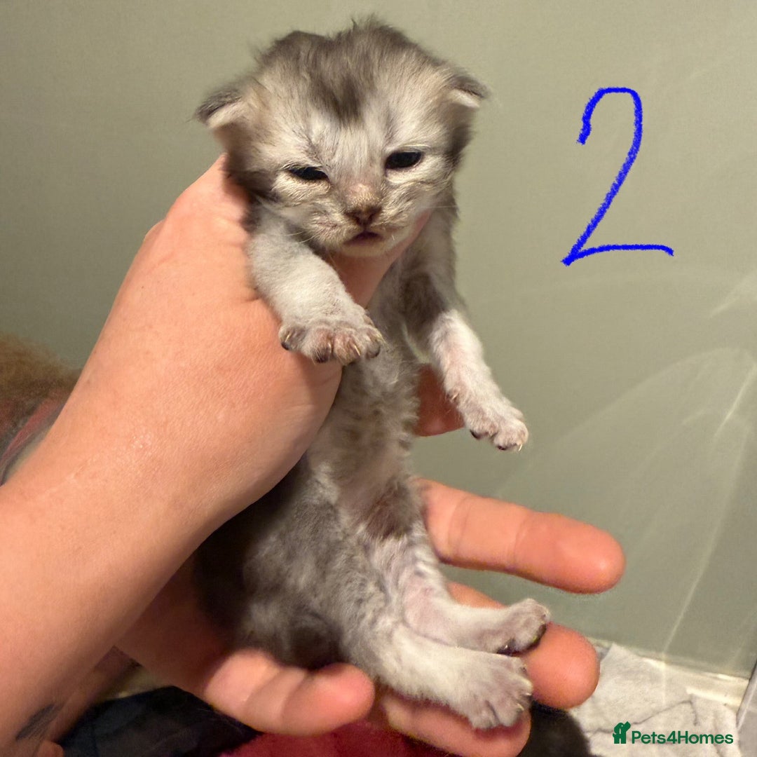 British Longhair cats for sale: 🩵BritishLonghair X Mainecoon Boys🩵 - Image 14
